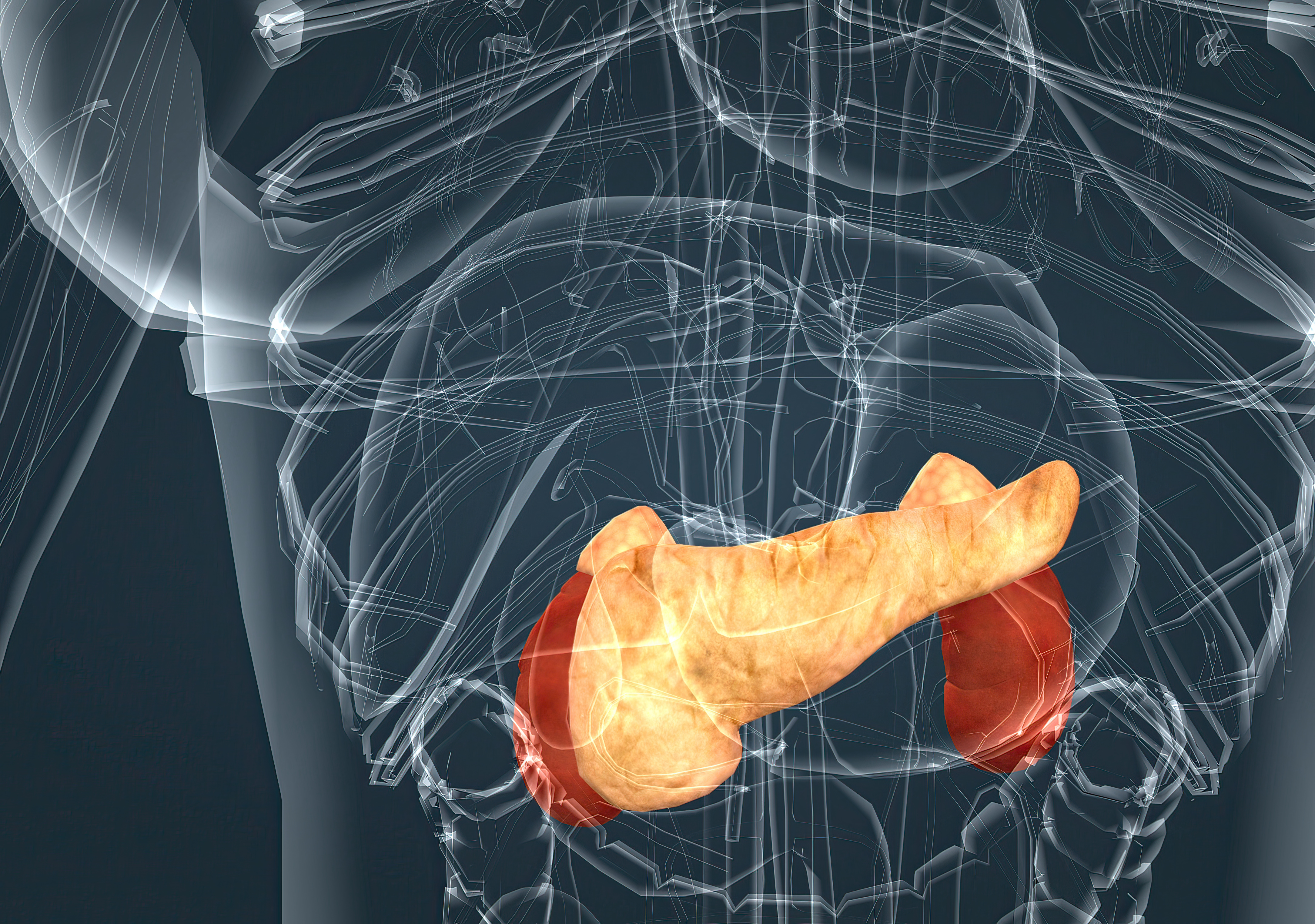 Sistema endócrino e pâncreas — anatomia